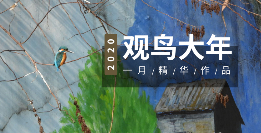 爱鸟网  v3.5.1图4