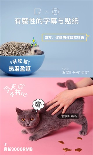 猫饼视频剪辑
