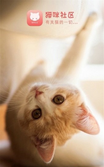 猫咪社区app  v1.0.28图2