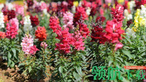 幸福养花场
